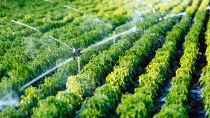 Sistema de riego en funcionamiento riego de plantas agrícolas.