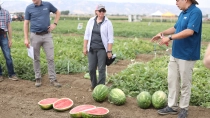 group of people taking in watermelon fields
