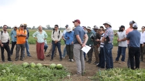 large group of people looking at watermelon fields