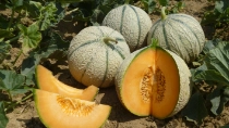 With the acquisition of the French melon breeding company ASL, BASF will continue to expand its position as a preferred partner in the vegetable value chain, offering highly innovative melon varieties. 