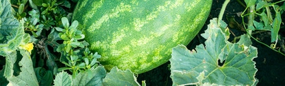 Striped watermelon grows on melons, in green grass. Ripe green striped watermelon ripens in a garden bed.