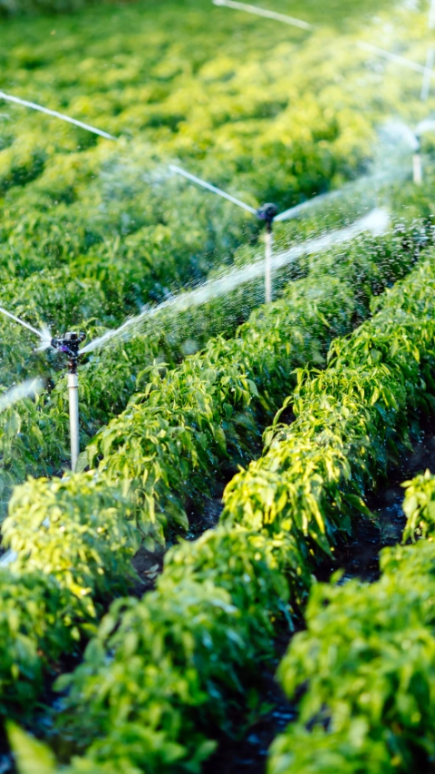 Sistema de riego en funcionamiento riego de plantas agrícolas.
