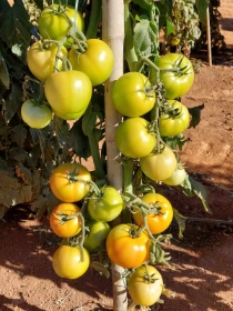 Tomate Vitreo em Araguari - MG .jpeg