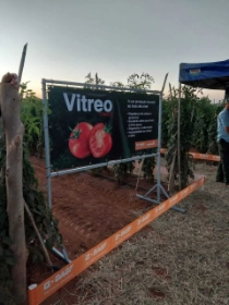 Tomate Vitreo em Araguari - MG .jpeg